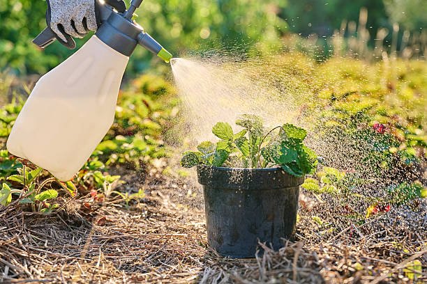 Fertilization Services